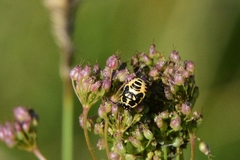 Eurydema