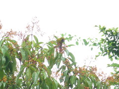 Caryothraustes poliogaster