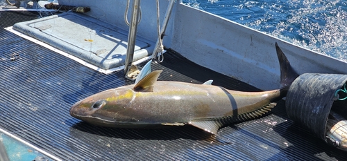 Guinean amberjack (Seriola carpenteri) — Carangidae