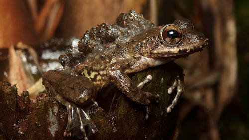 Boulenger's Backpack Frog, Cryptobatrachus boulengeri