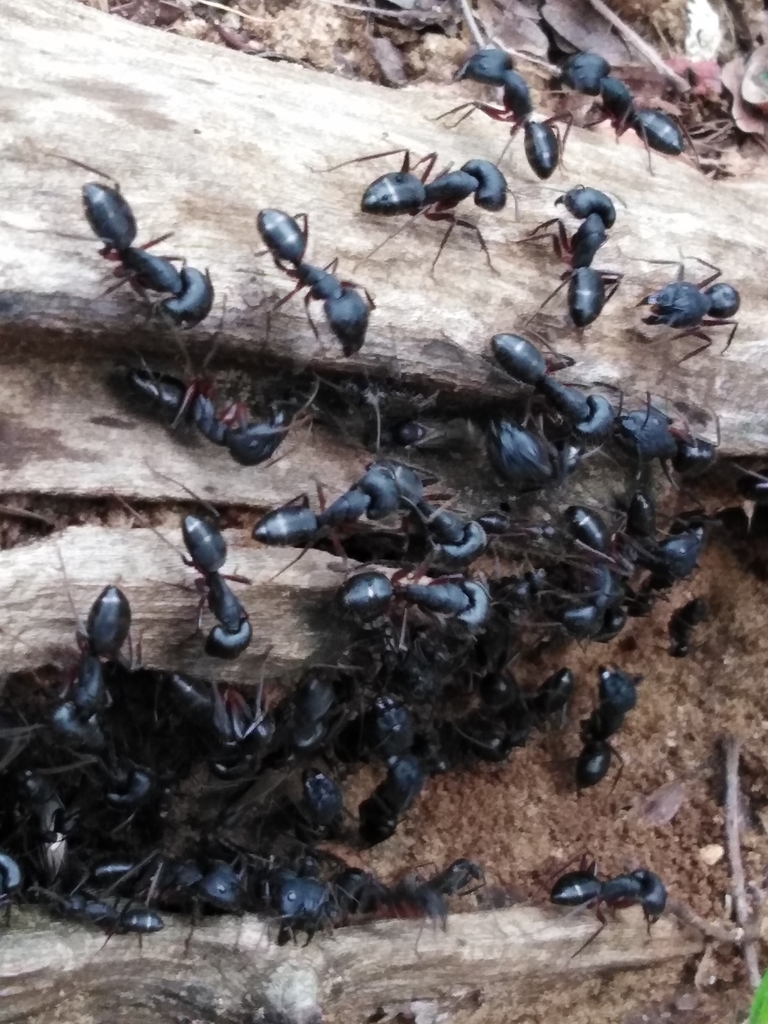 Indian Black Ant