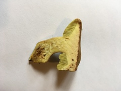 Xerocomellus