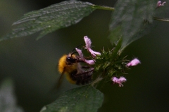 Bombus schrencki