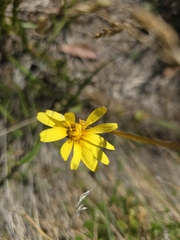 Microseris lanceolata, photograph (c) Josh, some rights reserved (CC BY)