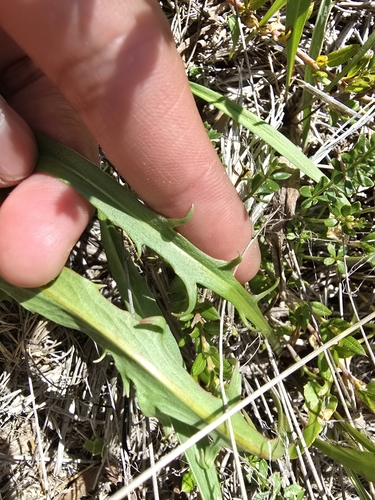 Image of Microseris lanceolata by (c) Josh, some rights reserved (CC BY)