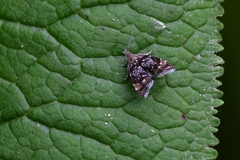 Prochoreutis sehestediana