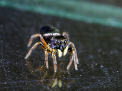 Heliophanus wesolowskae