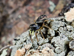 Heliophanus wesolowskae