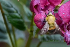 Bombus consobrinus