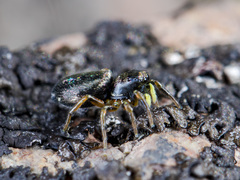 Heliophanus wesolowskae