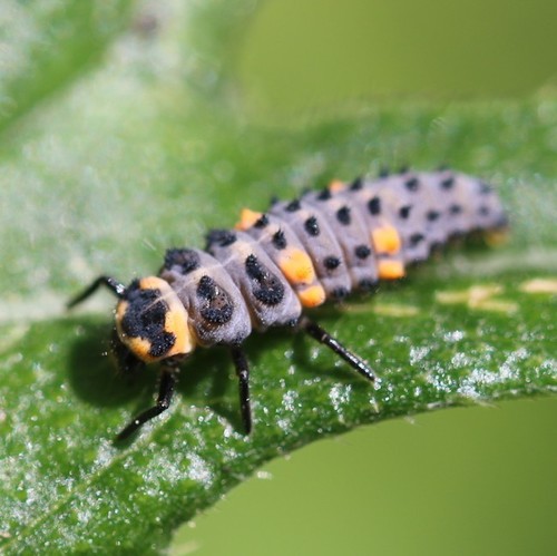 Septyntaškė boružė nuotrauka