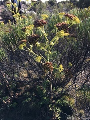 Afrosciadium kerstenii