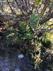 Afrosciadium kerstenii