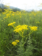 Patrinia scabiosifolia