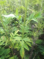 Patrinia scabiosifolia
