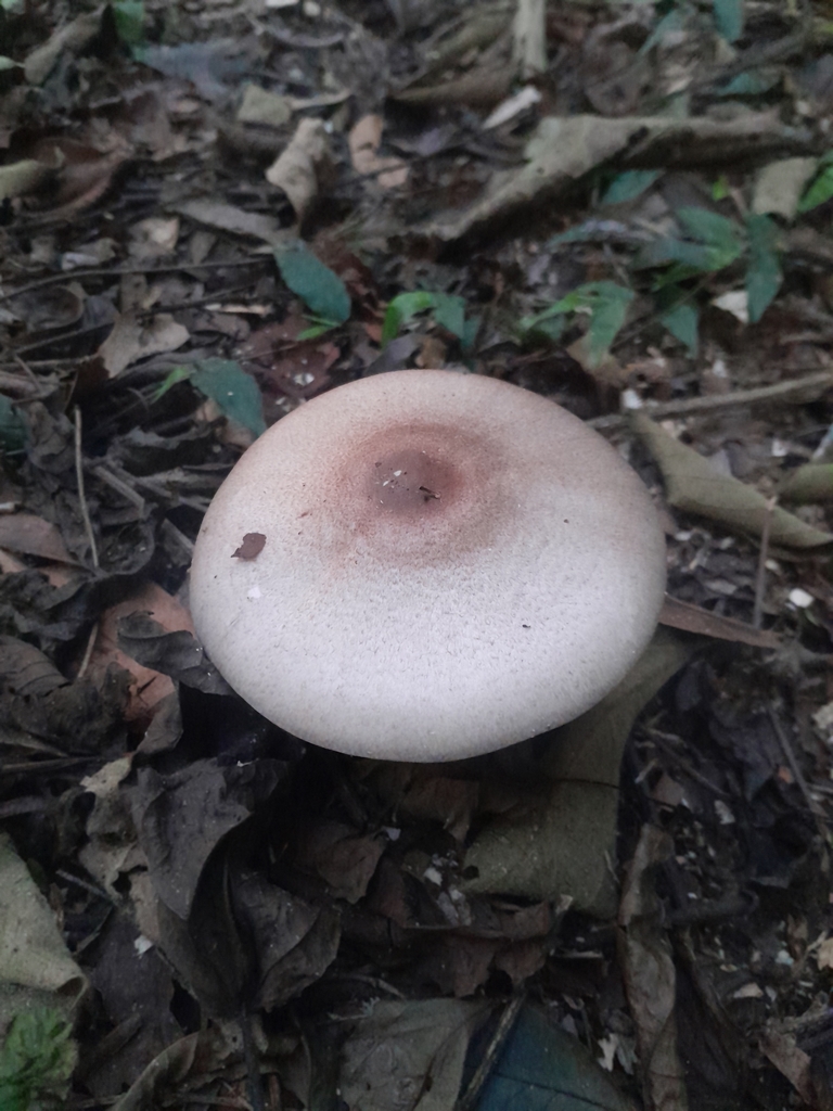 Agaricus subrufescens · March 2025 · photo: © ana_ads (iNaturalist, cc-by)