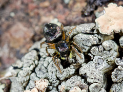 Heliophanus wesolowskae