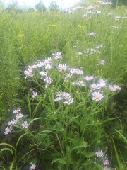 Aster tataricus