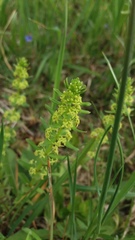 Cruciata