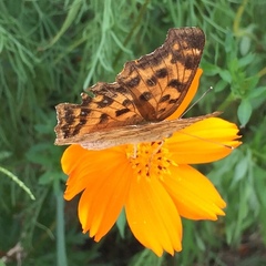 Polygonia c-aureum