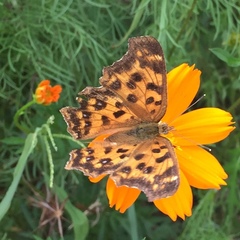 Polygonia c-aureum