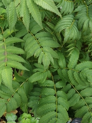 Sorbaria sorbifolia