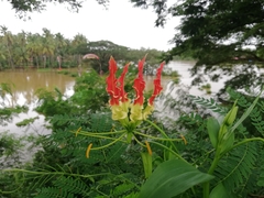 Gloriosa superba