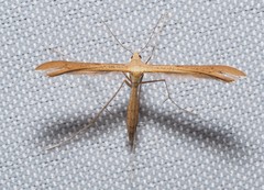 Stenoptilia pterodactyla