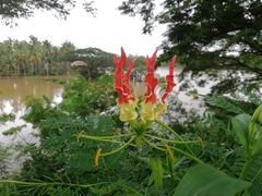 Gloriosa superba