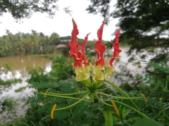 Gloriosa superba