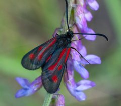 Zygaena osterodensis