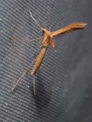 Stenoptilia pterodactyla