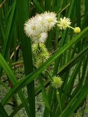 Sparganium androcladum