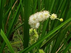Sparganium androcladum