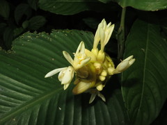 Goeppertia marantifolia