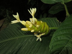 Goeppertia marantifolia
