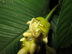 Goeppertia marantifolia