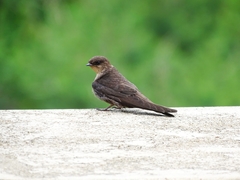 Ptyonoprogne concolor