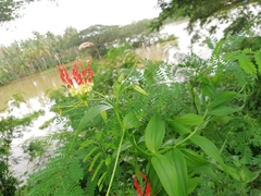 Gloriosa superba