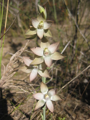 Image of Thelymitra epipactoides by (c) Andrew Thornhill, some rights reserved (CC BY)