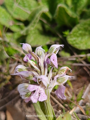 Image of Neotinea lactea by (c) Karim Haddad, some rights reserved (CC BY)