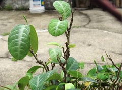 Breynia spatulifolia