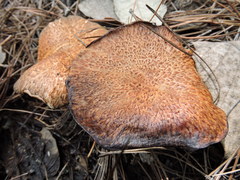 Suillus lakei