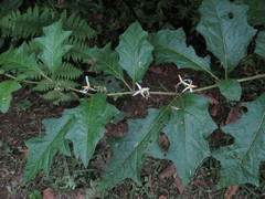 Solanum volubile image