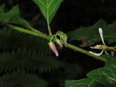 Solanum volubile