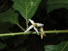 Solanum volubile