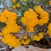 Dacrymyces subalpinus