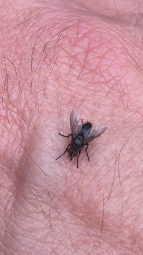 Common House Fly, Wageningen, photo 5 of 10