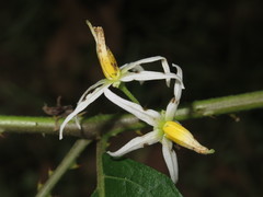 Solanum volubile