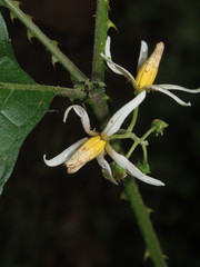 Solanum volubile